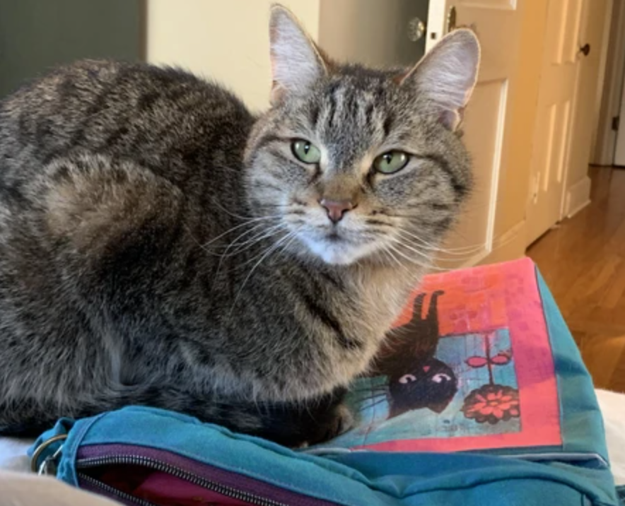 SEWING WITH CAT FABRIC (and cats)